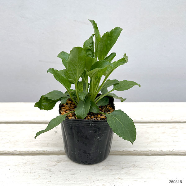 ベロニカ：オルキデア　ブルーフィンガーズ3号ポット