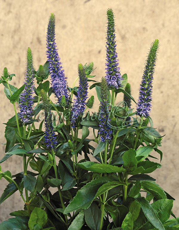 ベロニカ：オルキデア　ブルーフィンガーズ3号ポット