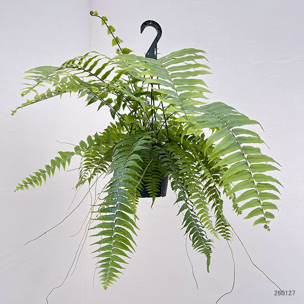 ネフロレピス：マッチョ　5号吊り鉢