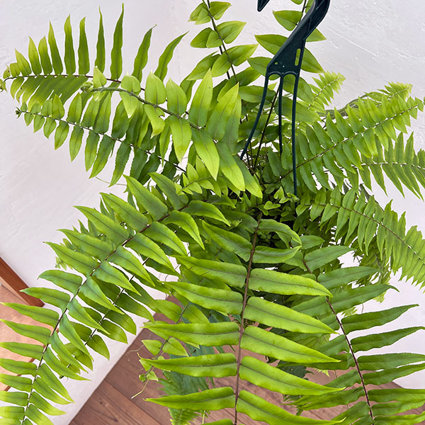 ネフロレピス：マッチョ　5号吊り鉢