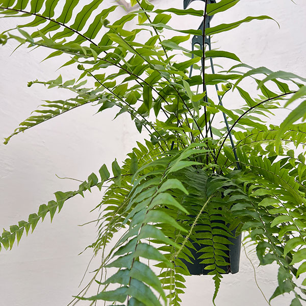 ネフロレピス：マッチョ　5号吊り鉢