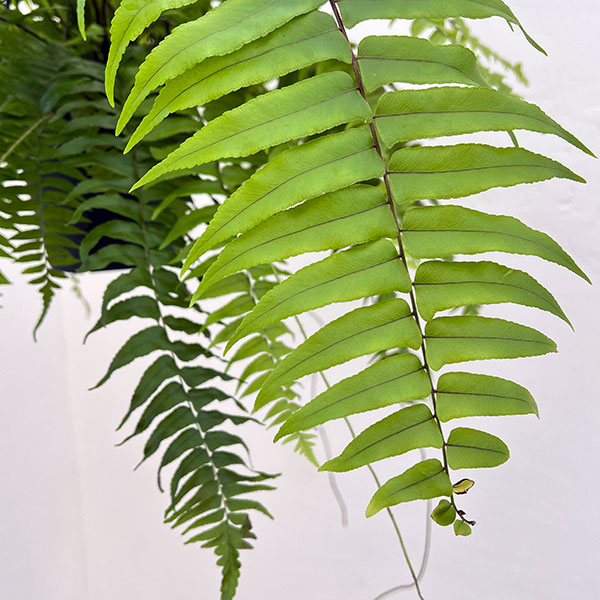 ネフロレピス：マッチョ　5号吊り鉢