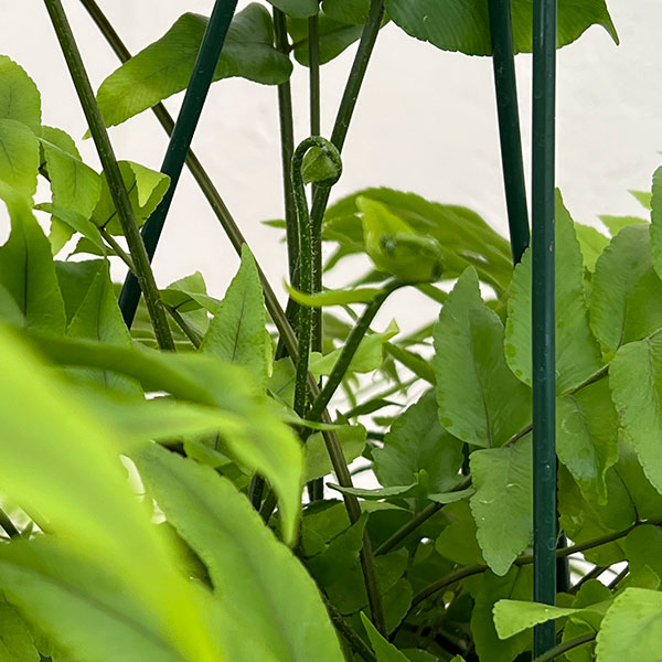 ネフロレピス：マッチョ　5号吊り鉢