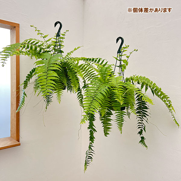 ネフロレピス：マッチョ　5号吊り鉢