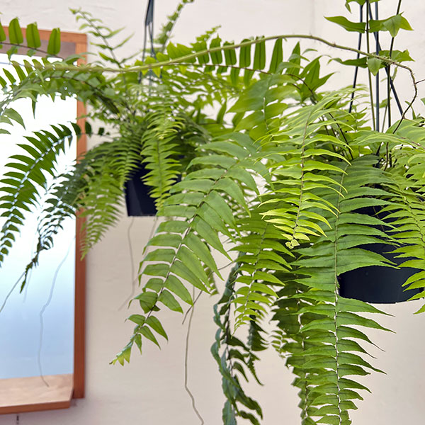 ネフロレピス：マッチョ　5号吊り鉢