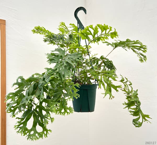 フレポディウム：ファラックス　5号吊り鉢