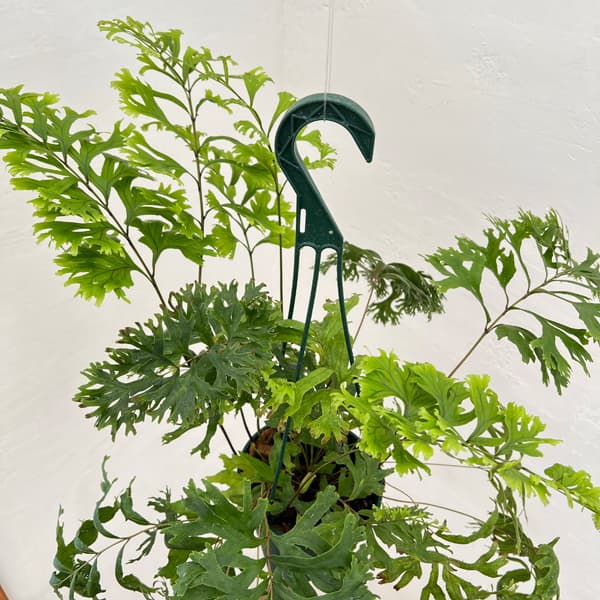 フレポディウム：ファラックス　5号吊り鉢