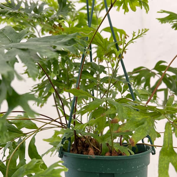 フレポディウム：ファラックス　5号吊り鉢