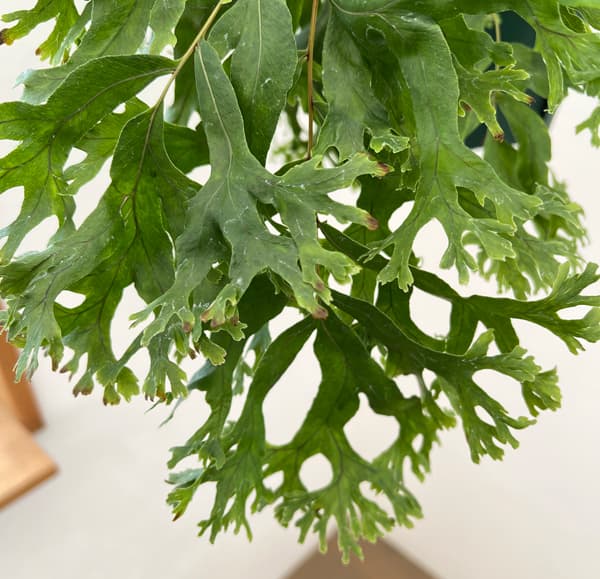 フレポディウム：ファラックス　5号吊り鉢