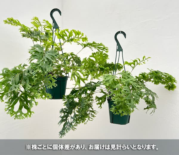 フレポディウム：ファラックス　5号吊り鉢