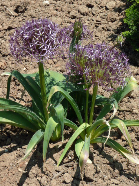 [26年2月中下旬予約]アリウム ：クリストフィー4.5号ポット