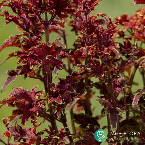 [26年5月中下旬予約]コリウス：バレッティ　ピッキリア3-3.5号ポット