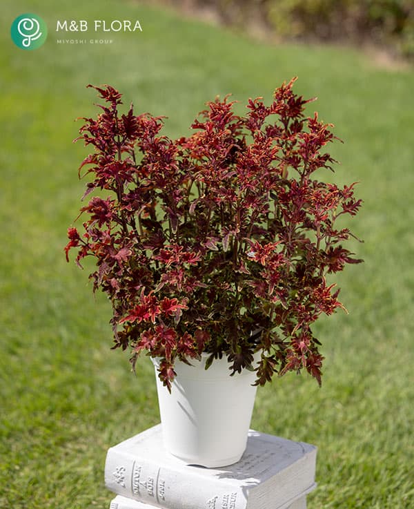 [26年5月中下旬予約]コリウス：バレッティ　ピッキリア3-3.5号ポット