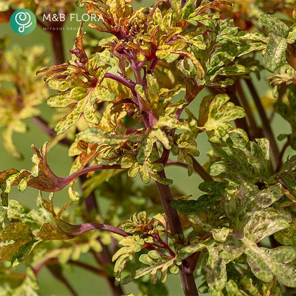 [26年5月中下旬予約]コリウス：バレッティ　ライモンダ3-3.5号ポット