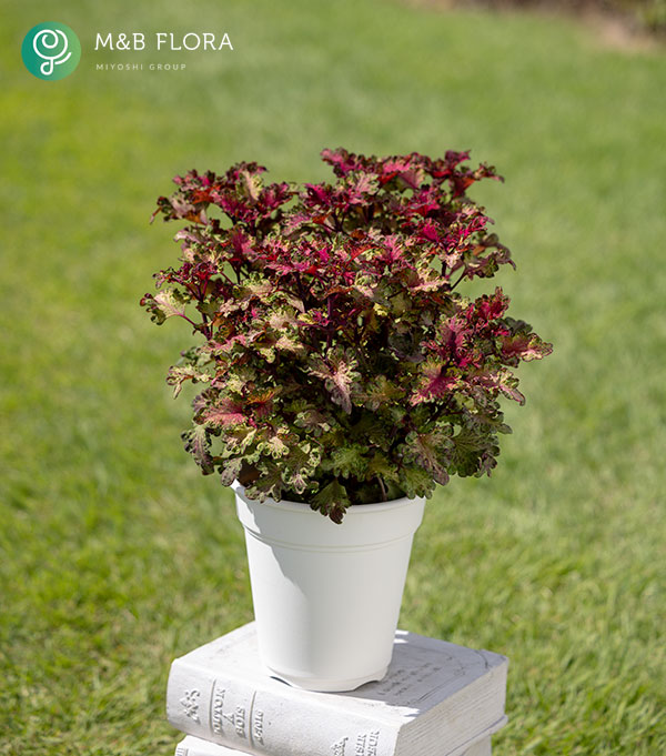 [26年5月中下旬予約]コリウス：バレッティ　カラボス3-3.5号ポット