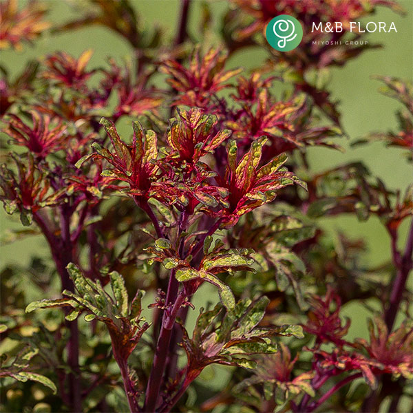 [26年5月中下旬予約]コリウス：バレッティ　スワニルダ3-3.5号ポット