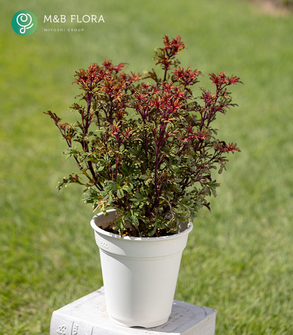 [26年5月中下旬予約]コリウス：バレッティ　スワニルダ3-3.5号ポット