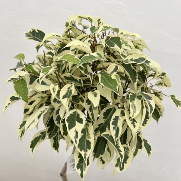 ベンジャミン:スターライトビューティークィーン 5号角鉢植え