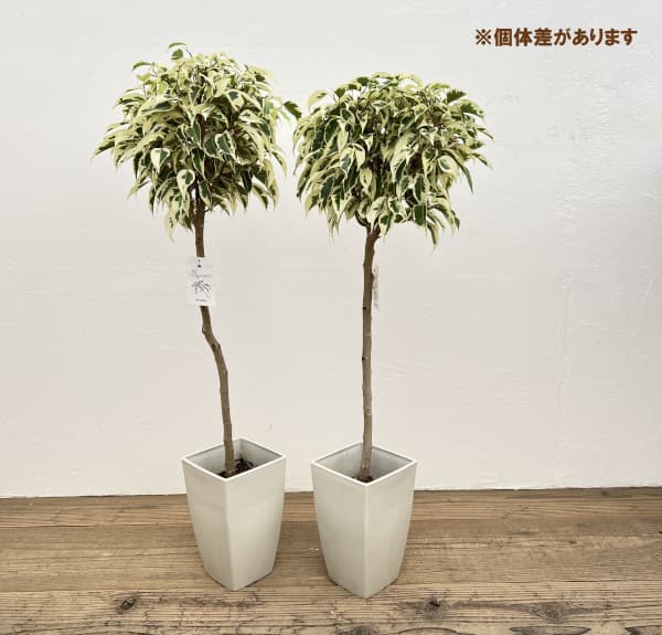 ベンジャミン:スターライトビューティークィーン 5号角鉢植え