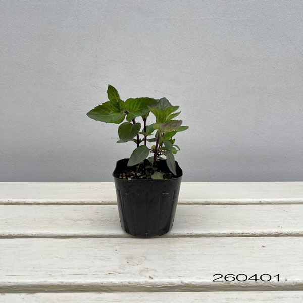 ニホンハッカ：南アルプス3号ポット