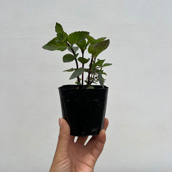 ニホンハッカ：南アルプス3号ポット