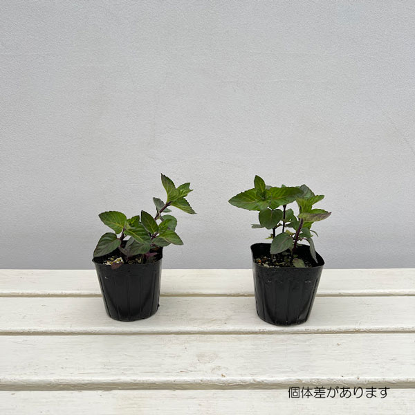 ニホンハッカ：南アルプス3号ポット