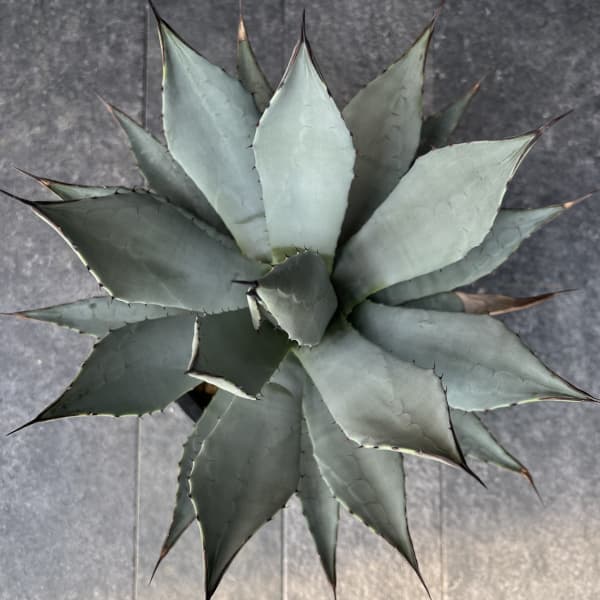 アガベ：パリー　7号鉢植え