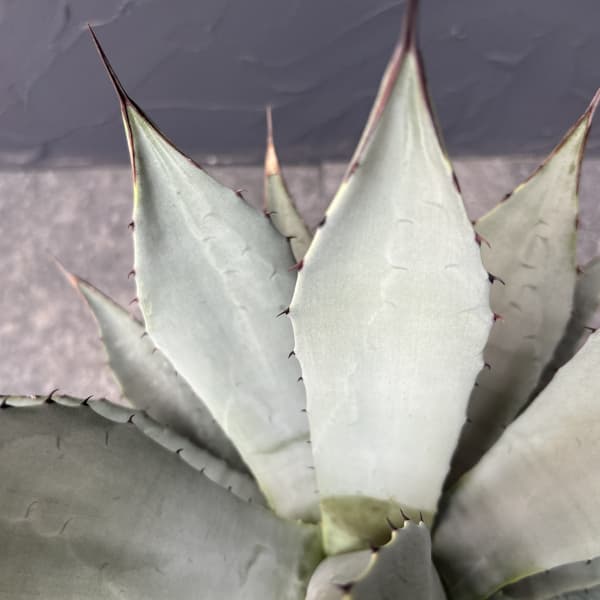 アガベ：パリー　7号鉢植え
