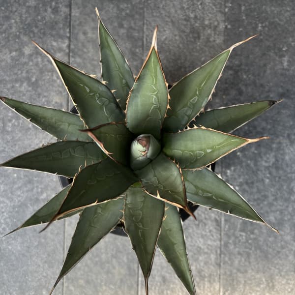 アガベ：パープソラム（帝釈天）7号鉢植え