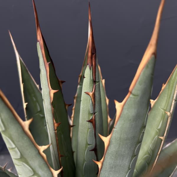 アガベ：パープソラム（帝釈天）7号鉢植え