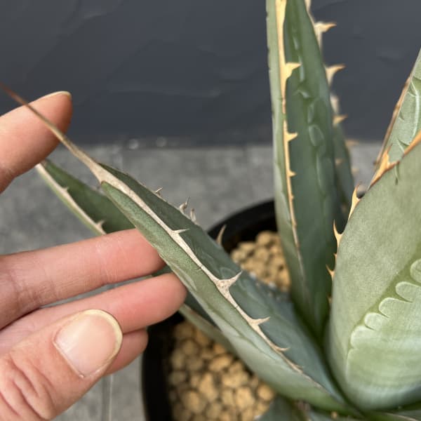 アガベ：パープソラム（帝釈天）7号鉢植え