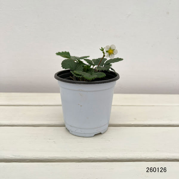 ガーデンハーブ：ワイルドストロベリー3.5号ポット