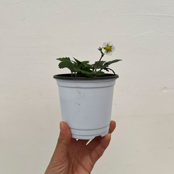 ガーデンハーブ：ワイルドストロベリー3.5号ポット