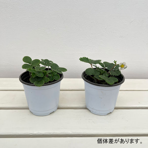 ガーデンハーブ：ワイルドストロベリー3.5号ポット