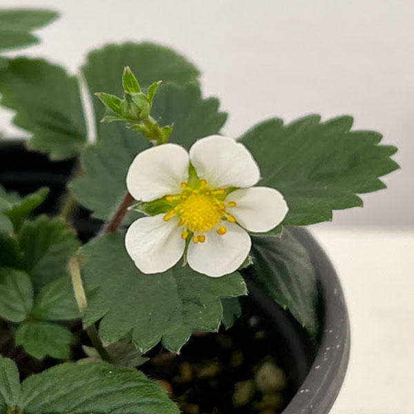 ガーデンハーブ：ワイルドストロベリー3.5号ポット