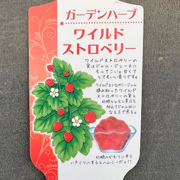 ガーデンハーブ：ワイルドストロベリー3.5号ポット