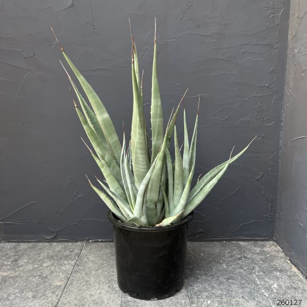 アガベ ：デザーティ　7号鉢植え