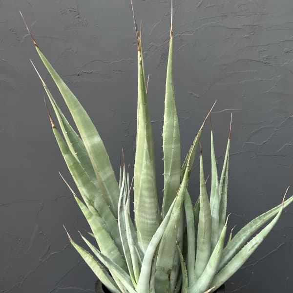 アガベ ：デザーティ　7号鉢植え