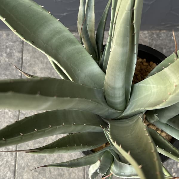 アガベ ：デザーティ　7号鉢植え
