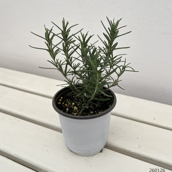 香りハーブ：ローズマリー（立性）トスカナブルー3.5号ポット