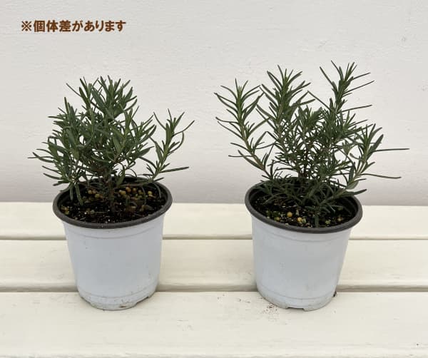 香りハーブ：ローズマリー（立性）トスカナブルー3.5号ポット