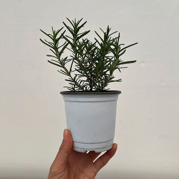 香りハーブ：ローズマリー（立性）トスカナブルー3.5号ポット