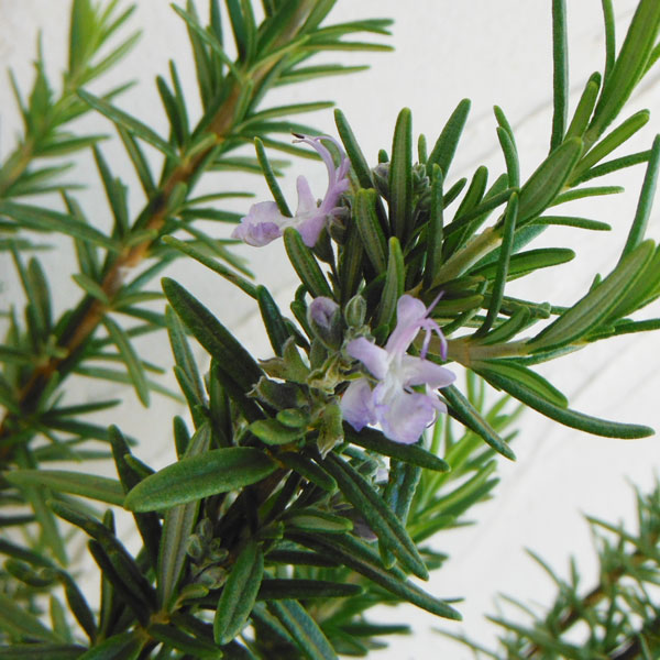 香りハーブ：ローズマリー（立性）トスカナブルー3.5号ポット