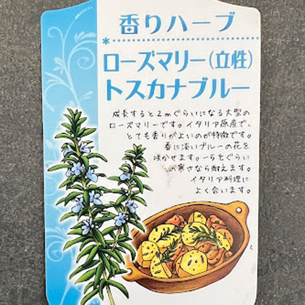 香りハーブ：ローズマリー（立性）トスカナブルー3.5号ポット