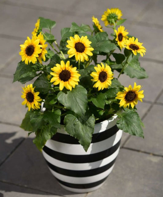 ヒマワリ：ソルシーカー・ハニー5号鉢植え