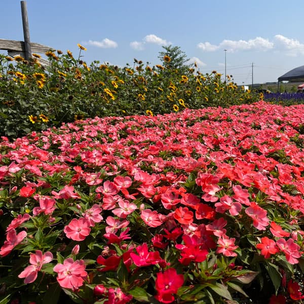 [26年4月上旬予約]ニューギニアインパチェンス：ソルルナ プライム オーキッド3.5号ポット