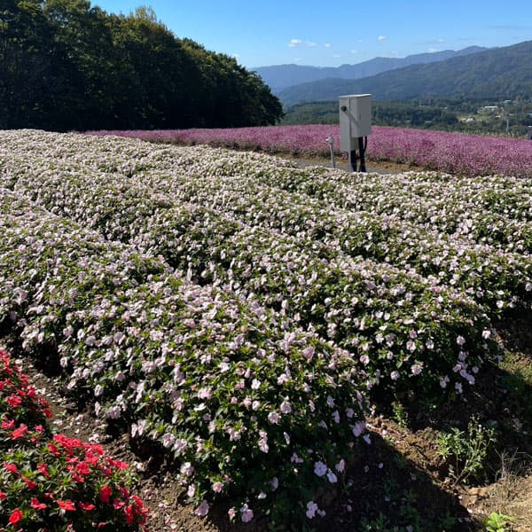 [26年4月上旬予約]ニューギニアインパチェンス：ソルルナ プライム オーキッド3.5号ポット