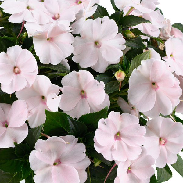 [26年4月上旬予約]ニューギニアインパチェンス：ソルルナ プライム パール3.5号ポット