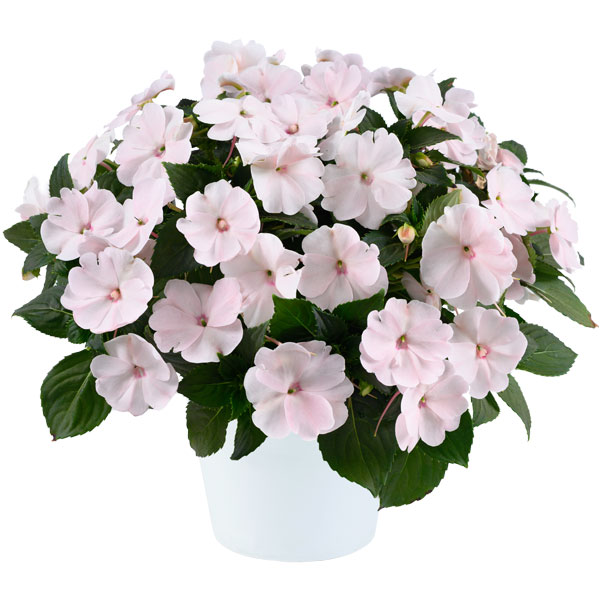 [26年4月上旬予約]ニューギニアインパチェンス：ソルルナ プライム パール3.5号ポット