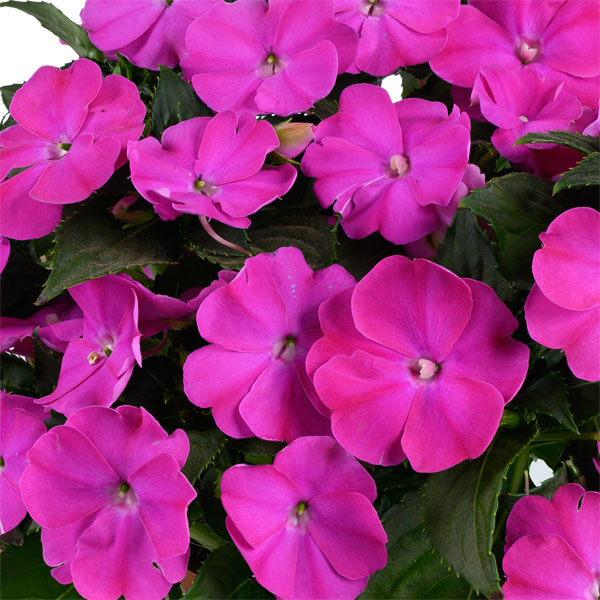 [26年4月上旬予約]ニューギニアインパチェンス：ソルルナ プライム オーキッド3.5号ポット